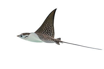 Spotted eagle ray gliding through crystal-clear waters, graceful ocean traveler AI generated by PNG