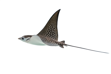 Spotted eagle ray gliding through crystal-clear waters, graceful ocean traveler AI generated by PNG