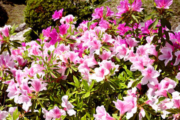 神戸相楽園、ツツジ百花繚乱