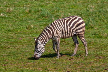 Zèbre de Grant broutant dans la plaine