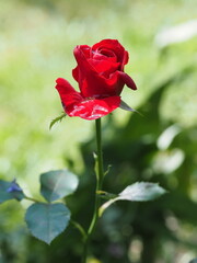 A red rose with raindrops on its petals