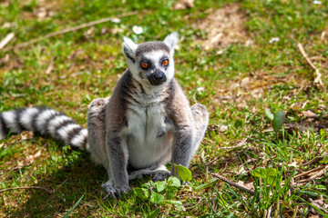 Maki catta - Lemur catta - de face assis dans l'herbe