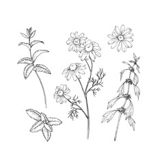Calming herbs set of vector illustrations hand drawn in ink. Graphic images of chamomile, mint and motherwort. Elements for design of herbal tea and aromatic oils
