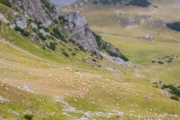 Sheep graze on grassy, rocky mountain slopes beneath a soft, clouded sky. Scattered bushes and...