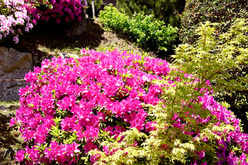 神戸、相楽園のツツジ百花繚乱