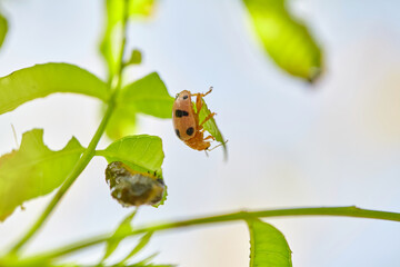 Close-up of ladybug on green leaf