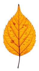 Fototapeta premium 透き通る秋色