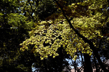 神戸、相楽園のツツジ百花繚乱