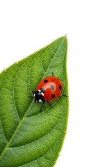 Obraz premium 緑葉の宝石