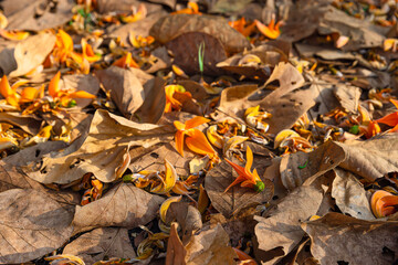 Yellow-orange flowers of Butea monosperma fall on a dry leaf in the morning. It is also known as flame of the forest, Bengal kino, dhak, palash, and bastard teak.