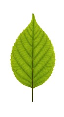 Fototapeta premium 緑の静寂