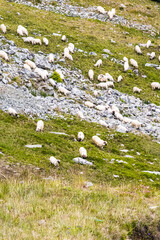 A quiet flock of sheep grazes on rocky, grassy highlands under a soft sky. The hillside’s natural...