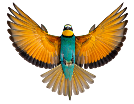 Male Bird of Paradise with Spread Plumage Display, isolated on transparent background PNG