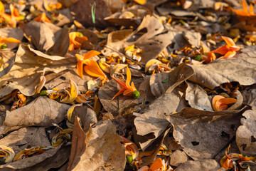 Yellow-orange flowers of Butea monosperma fall on a dry leaf in the morning. It is also known as flame of the forest, Bengal kino, dhak, palash, and bastard teak.