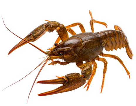 Live Brown Crayfish in Defensive Posture, isolated on transparent background PNG