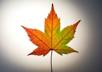 光の紅葉