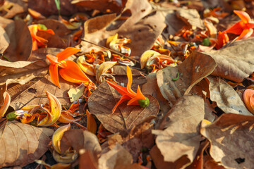 Yellow-orange flowers of Butea monosperma fall on a dry leaf in the morning. It is also known as flame of the forest, Bengal kino, dhak, palash, and bastard teak.