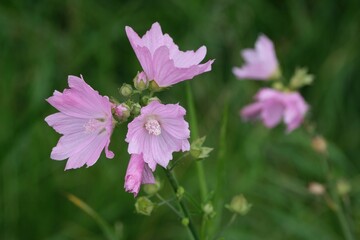Close-up view of pink flowers of musk-mallow (Malva moschata) growing in a naturalistic garden