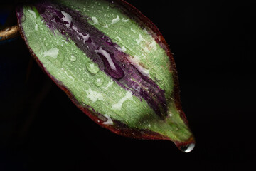 Drops on a green leaf