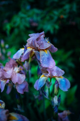 Blue and purple irises with raindrops background