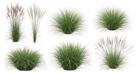 Ornamental grass plants with transparent background – decorative bushy and flowering grass clumps for landscape design