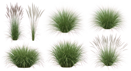 Ornamental grass plants with transparent background – decorative bushy and flowering grass clumps for landscape design