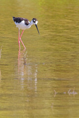 Black-necked Stilt (Himantopus mexicanus), walking in shallow water, McKinnon's Pond nature reserve, Antigua and Barbuda, West Indies.
