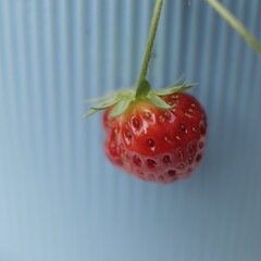 petite fraise rouge