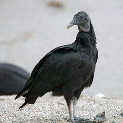 Black Vulture (Coragyps atratus) standing close on a beach in Trinidad, West Indies.