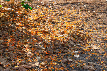 Beautiful yellow-orange flowers of Butea monosperma fall all over the ground in the morning. It is also known as flame of the forest, Bengal kino, dhak, palash, and bastard teak.