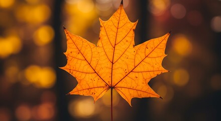 Fototapeta premium 黄昏のひと葉