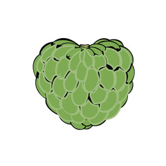 Custard Apple Vector my own created no AI