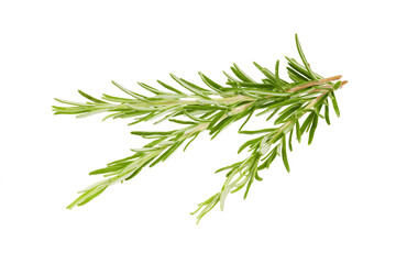 twig of rosemary isolated on white or transparent png