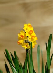 Spring Daffodils in full bloom