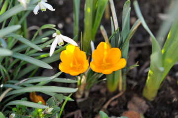 Group of Yellow Crocus