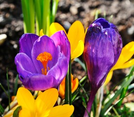 Close up of a purple Crocus