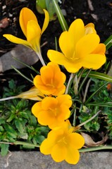 Group of Yellow Crocus