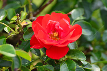 Red rose  in Rosarium named Guldemondplantsoen in the town of Boskoop
