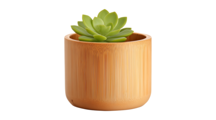 Small succulent plant in a natural bamboo pot for home or office decor