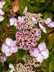 Hydrangea serrata, also known as the saw-toothed hydrangea or mountain hydrangea