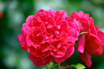 Rosa Boskoops Glory in Rosarium named Guldemondplantsoen in the town of Boskoop