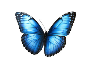 Fototapeta premium A vibrant blue morpho butterfly, isolated on transparent background, showcases its stunning wings and intricate patterns, embodying the beauty and elegance of tropical nature
