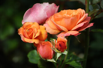 Rosa Coral Lions Rose in Rosarium named Guldemondplantsoen in the town of Boskoop