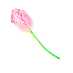 Beautiful pink tulip, hand drawn in watercolor, delicate realistic illustration, isolated on white background. Suitable for the design of cards, posters, labels, decor, etc.