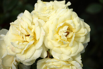 Rosa Limona  in Rosarium named Guldemondplantsoen in the town of Boskoop