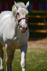portrait of a white horse