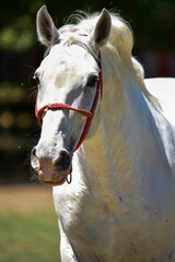 white horse portrait