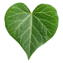 Obraz premium Heart shaped green leaf isolated on a white background showcasing nature's beauty and simplicity