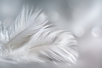 Obraz premium Close Up Of Delicate White Feather With Soft Light