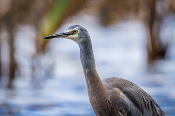 Close up of White faced o blue Heron wading in lake margins